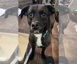 Small #8 Labrador Retriever Mix
