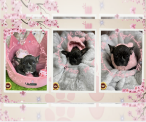 French Bulldog Puppy for sale in ATLANTA, GA, USA