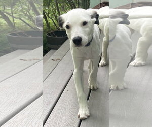 Collie-Unknown Mix Dogs for adoption in St. Louis Park, MN, USA