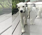 Small Collie Mix