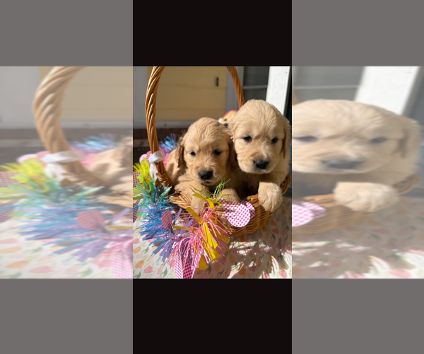 Medium Photo #1 Golden Retriever Puppy For Sale in MODESTO, CA, USA