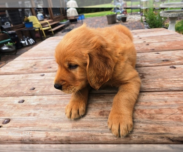 Medium Photo #2 Golden Retriever Puppy For Sale in LEON, KS, USA