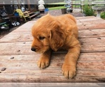 Small #1 Golden Retriever