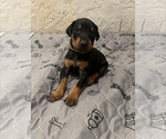 Puppy Brown Doberman Pinscher