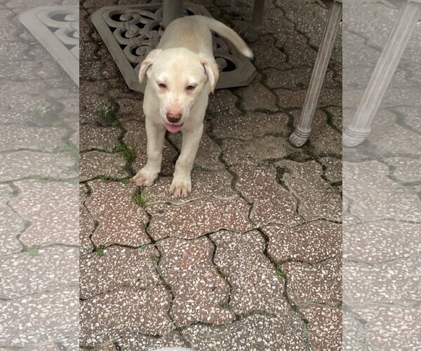Medium Photo #3 Labrador Retriever-Unknown Mix Puppy For Sale in Hillsboro, MO, USA