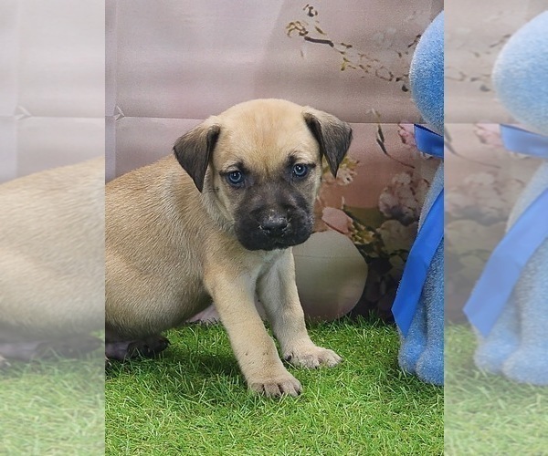 Medium Photo #9 Catahoula Leopard Dog Puppy For Sale in CUMBY, TX, USA