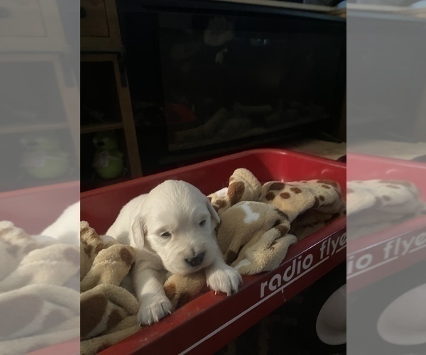 Medium Photo #9 English Cream Golden Retriever Puppy For Sale in ARCHBALD, PA, USA