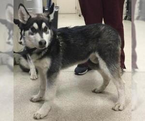 Siberian Husky-Unknown Mix Dogs for adoption in Riverside, CA, USA