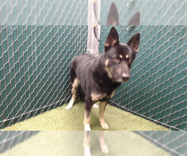 Medium Photo #1 German Shepherd Dog Puppy For Sale in Downey, CA, USA