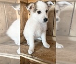 Small Photo #7 Australian Shepherd Puppy For Sale in CHESTERFIELD, MI, USA