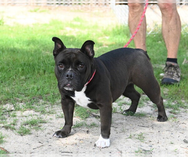 Medium Photo #2 Mutt Puppy For Sale in Glen Allen, VA, USA