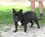 Small #1 Mutt