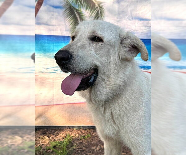 Medium Photo #12 Great Pyrenees Puppy For Sale in Spring, TX, USA