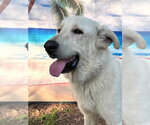 Small Photo #12 Great Pyrenees Puppy For Sale in Spring, TX, USA