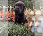 AKC Chocolates - Male Labrador Retriever Puppy for Sale - Photo #5