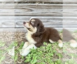 Small Australian Shepherd