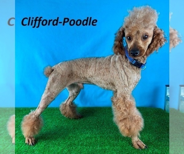 Medium Photo #1 Goldendoodle (Miniature) Puppy For Sale in MILLERSBURG, OH, USA
