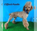Small Photo #1 Goldendoodle (Miniature) Puppy For Sale in MILLERSBURG, OH, USA