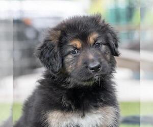 Bernese Mountain Dog-Unknown Mix Dogs for adoption in San Diego, CA, USA