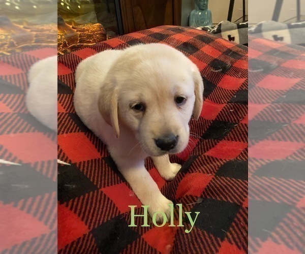 Medium Photo #3 Labrador Retriever Puppy For Sale in CARTHAGE, ME, USA