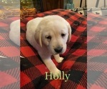 Small Photo #3 Labrador Retriever Puppy For Sale in CARTHAGE, ME, USA