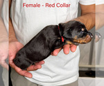 Small #4 Doberman Pinscher