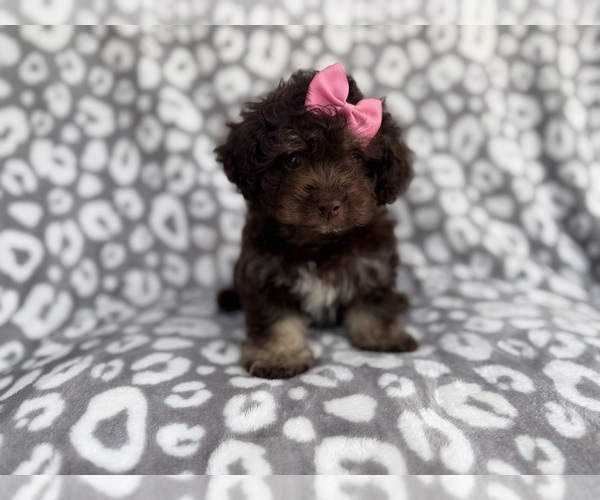 Medium Photo #4 Cock-A-Poo Puppy For Sale in LAKELAND, FL, USA