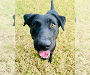 Labrador Retriever-Unknown Mix Dogs for adoption in Pryor, OK, USA