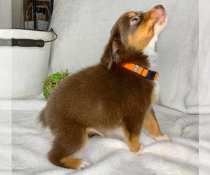 Miniature Australian Shepherd Puppy for sale in ANNISTON, AL, USA