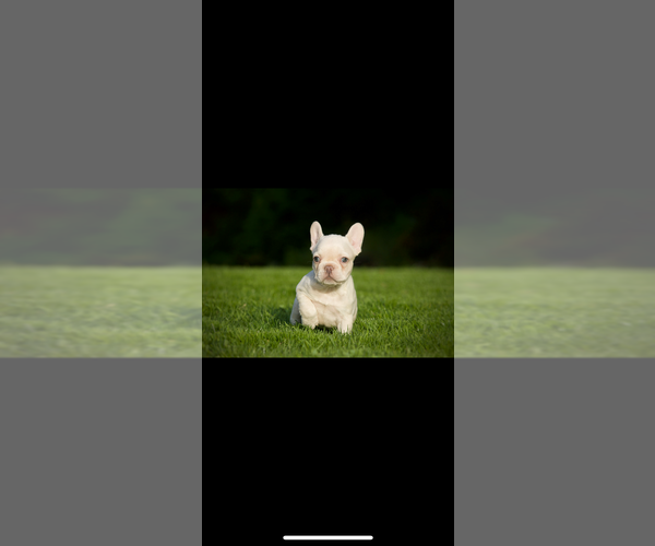 Medium Photo #3 French Bulldog Puppy For Sale in OLYMPIA, WA, USA