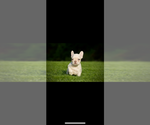 Small #2 French Bulldog