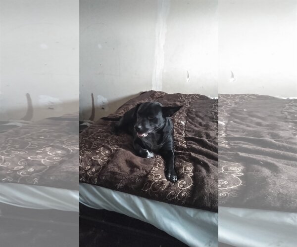 Medium Photo #7 American Pit Bull Terrier-American Staffordshire Terrier Mix Puppy For Sale in Orange Grove, TX, USA