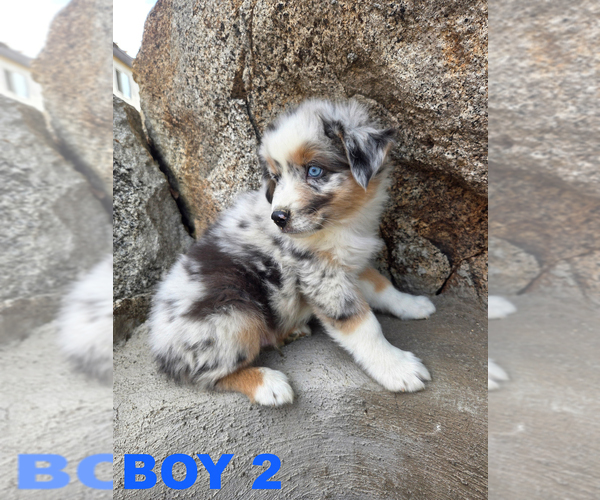 Medium Photo #1 Australian Cattle Dog Puppy For Sale in BANNING, CA, USA
