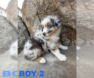Australian Cattle Dog Puppy for sale in BANNING, CA, USA