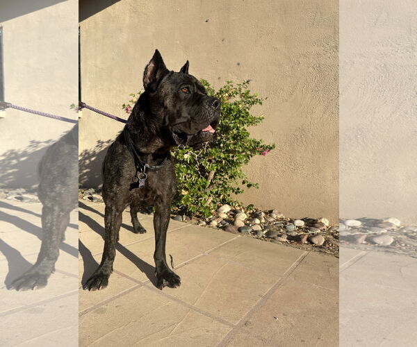 Medium Photo #6 Mutt Puppy For Sale in Goodyear, AZ, USA