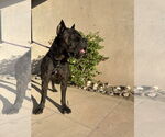 Small #5 Mutt
