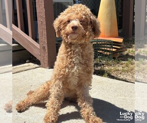 Mutt Dogs for adoption in Washington, DC, USA