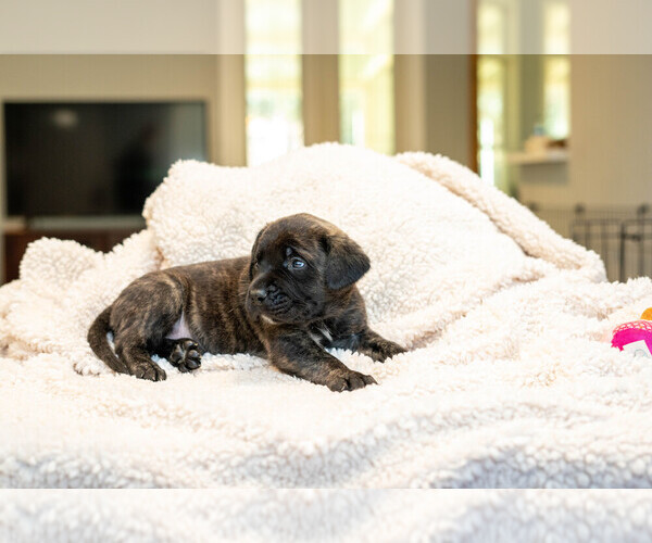 Medium Photo #9 Mastiff Puppy For Sale in WOODSTOCK, GA, USA