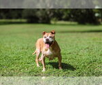 Small Photo #4 Mutt Puppy For Sale in  Gainesville, FL, USA