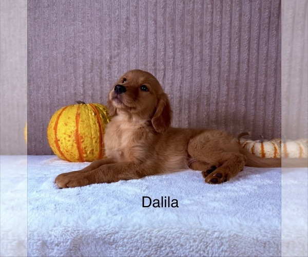 Medium Photo #4 Golden Retriever Puppy For Sale in INDIANAPOLIS, IN, USA
