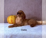 Dalila - Female Golden Retriever Puppy for Sale - Photo #4