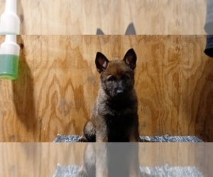 German Shepherd Dog Puppy for sale in OAK HILL, WV, USA