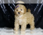 Small #1 Poodle (Toy)