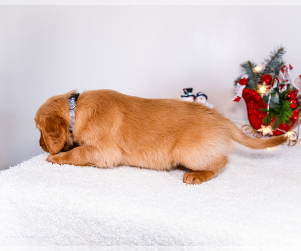 Medium Photo #23 Golden Retriever Puppy For Sale in WAKARUSA, IN, USA