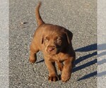 Small Photo #8 Labrador Retriever Puppy For Sale in EPHRATA, PA, USA