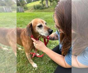 Mutt Dogs for adoption in Woodbury, NY, USA
