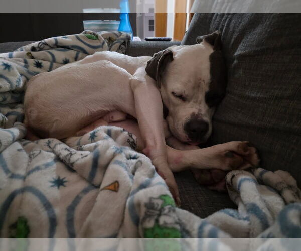 Medium Photo #11 American Pit Bull Terrier-Unknown Mix Puppy For Sale in Germantown, OH, USA