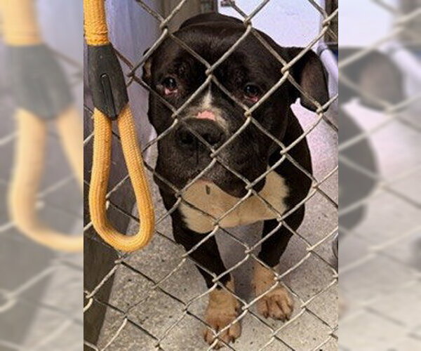 Medium Photo #1 Bulldog-Unknown Mix Puppy For Sale in Lodi, CA, USA