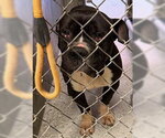 Small Bulldog Mix