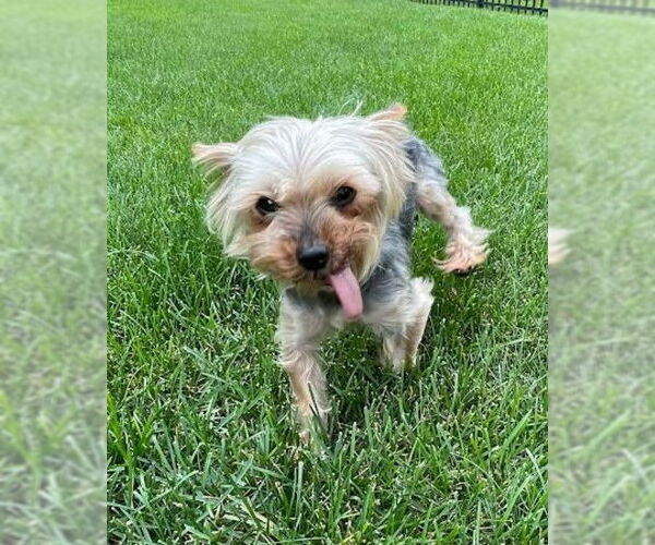 Medium Photo #7 Mutt Puppy For Sale in St. Louis Park, MN, USA